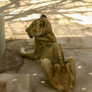 Löwen verhungern in Zoo