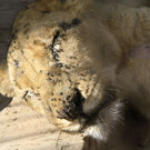 AFP_1O0796.jpg