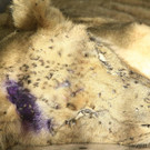 AFP_1O076Y.jpg