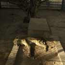 AFP_1O07AY.jpg