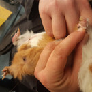 Bilder der verwahrlosten Meerschweinchen