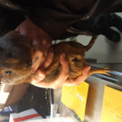 IMG-20200113-WA0088.jpeg