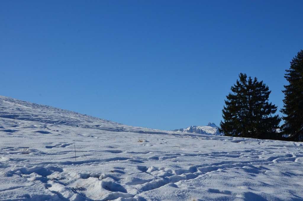 Furx 220120_3.JPG