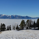 Furx 220120_10.JPG