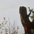 Furx 220120_15.JPG