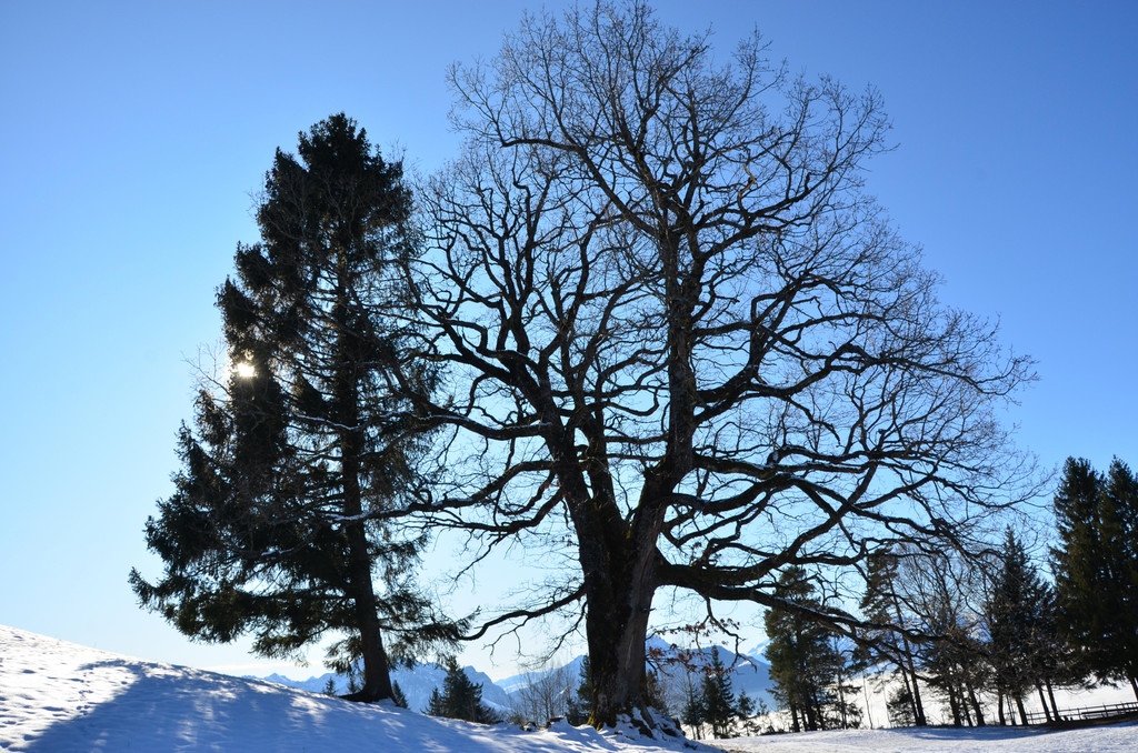 Furx 220120_20.JPG