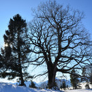 Furx 220120_20.JPG