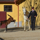Lipizzaner-Fohlen in Piber geboren