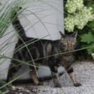 Kater Zeppelin