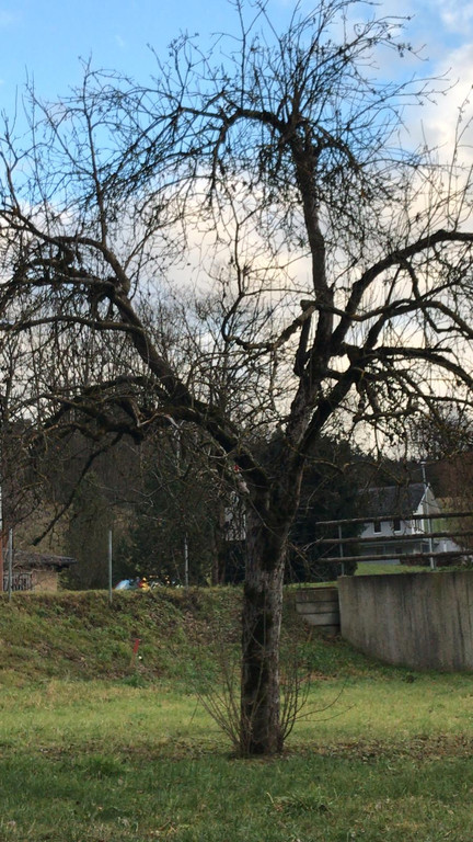 Baum Kirchstra__e 3_ Schnittkurs.jpeg