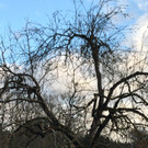 Baum Kirchstra__e 3_ Schnittkurs.jpeg