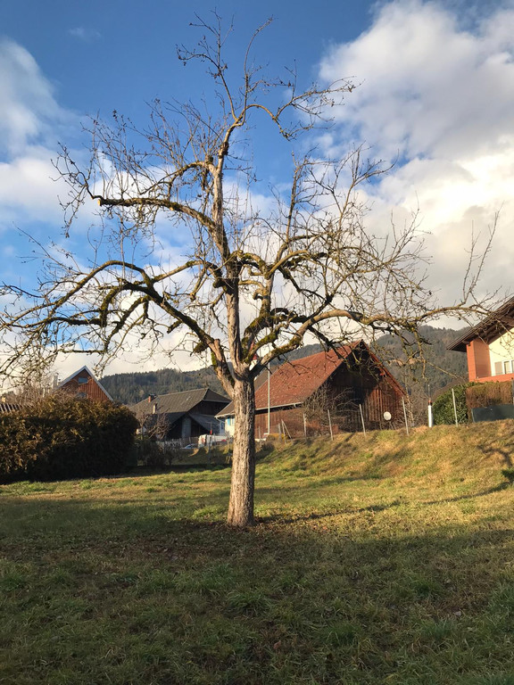 2020_Schnittkurs_Alter Baum_Nacher Bild.jpeg