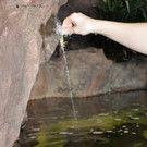 Schuetzenfisch-GuentherHulla.jpg