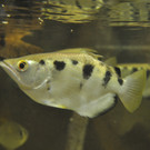 Schuetzenfisch-SylviaMayrhofer.jpg