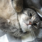 Katze Sina Weiblich 