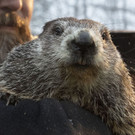 Groundhog_Day_58670.jpg