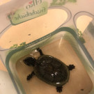 Ausgesetzte Moschusschildkr__te_06_02_2020_2.jpg