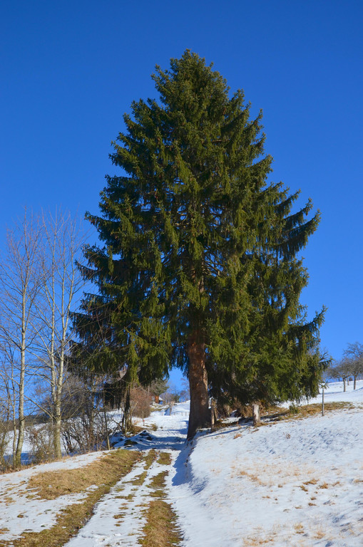 Sennewies 050220_8.JPG