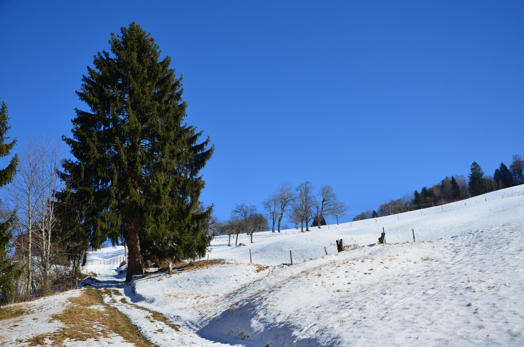 Sennewies 050220_9.JPG
