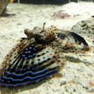 Neuzugang im Haus des Meeres: Flughähne im Aquarium
