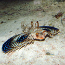 Flughahn2-GuentherHulla.jpg