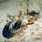 Flughahn3-GuentherHulla.jpg