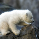 Eisbärhen-Baby im Tiergarten Schönbrunn erstmals im Freien