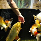 Koi-GuentherHulla.jpg