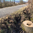 5 - 2020-02-07_Obere M__hder_Geh__lzpflege_Abschlussbegehung_IMG_6823_c_RM___.jpg