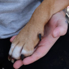 "Langsitzer" Mentes: WTV-Hund findet neues Zuhause