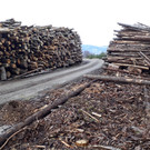Windwurfaufarbeitung im Gemeindewald