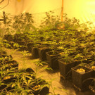 Cannabis-Plantage in Mistelbach
