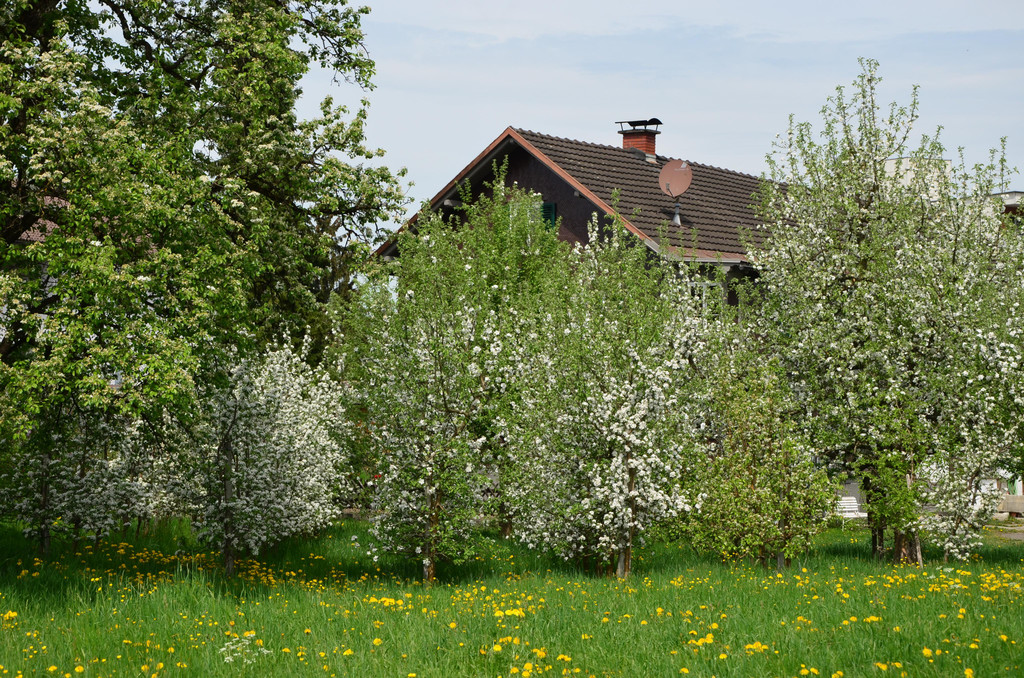 DSC_0099.JPG