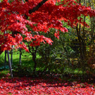 Natur 101119_4.JPG