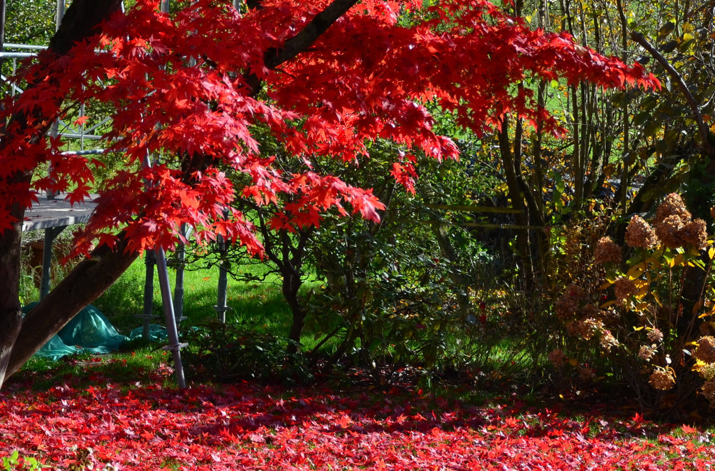 Natur 101119_4.JPG