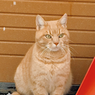 2020-03-04 10_58_02-Steckbrief_Charly_pdf - Adobe Acrobat Pro DC.png