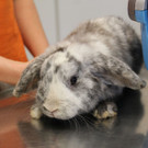 Zwei Kaninchen in Wien-Wieden neben Mistkübeln ausgesetzt: Das sind Sven und Olaf