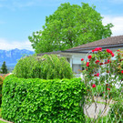 Natur 080619_5.JPG