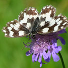 Schmetterling 220717_4.JPG