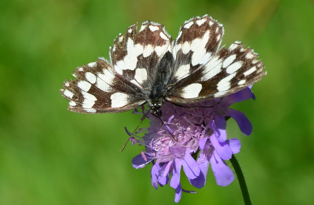Schmetterling 220717_4.JPG