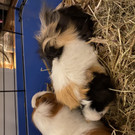 Meerschweinchen
