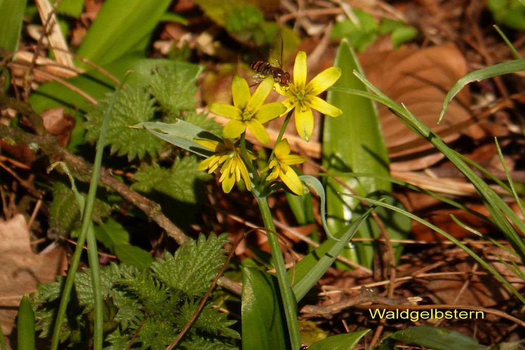 Waldgelbstern.jpg