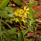 Frühling