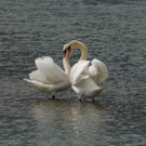 heute am Illspitz im Rhein.jpg
