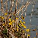 Frühling