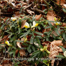 buchsbl__ttrige Kreuzblume  1.jpg