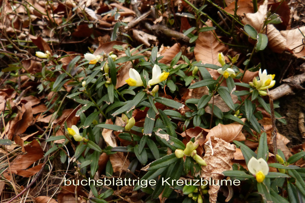 buchsbl__ttrige Kreuzblume  1.jpg