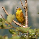 Goldammer  1.jpg