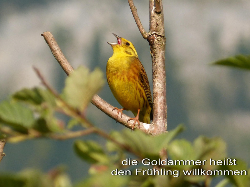 Goldammer  1.jpg