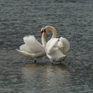 Schw__ne im Rhein.jpg